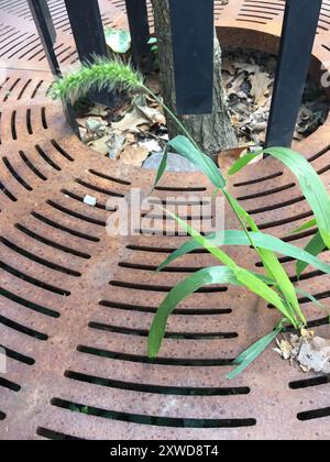 Coda di volpe gigante (Setaria faberi) Plantae Foto Stock