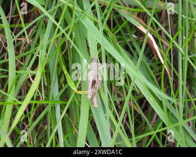 Grasshopper (Chorthippus apricarius) Insecta Foto Stock