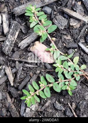 Spurge maculata (Euphorbia maculata) Plantae Foto Stock