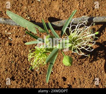 Fagioli di perle (Maerua angolensis angolensis) Plantae Foto Stock