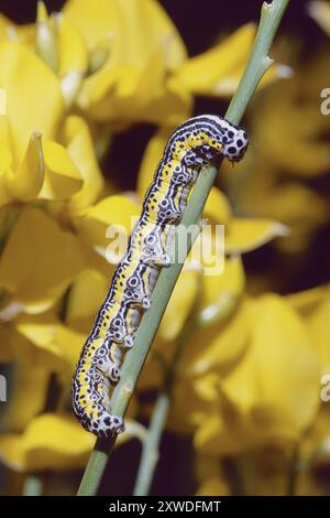 La larva matura della falena dello spettro si nutre di una pianta di scopa; lo spettro Apopestes - Erebidae. Foto Stock