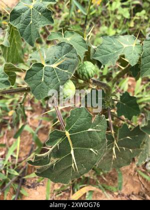 Soda-mela tropicale (Solanum viarum) Plantae Foto Stock