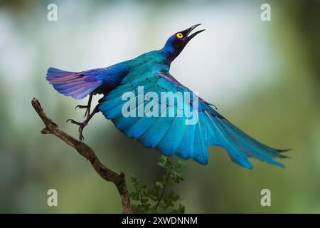 Viola starling, Lamprotornis purpureus Foto Stock