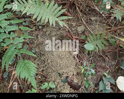 Taiwan Pangolin (Manis pentadactyla pentadactyla) Mammalia Foto Stock