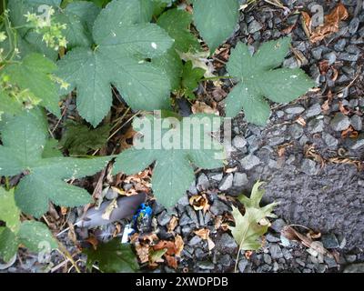 Luppolo giapponese (Humulus Scandens) Plantae Foto Stock