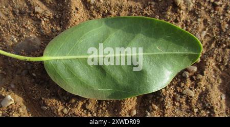 Fagioli di perle (Maerua angolensis angolensis) Plantae Foto Stock
