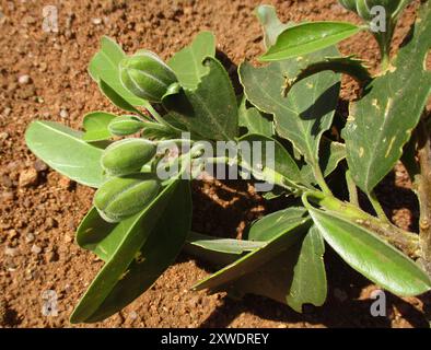 Fagioli di perle (Maerua angolensis angolensis) Plantae Foto Stock