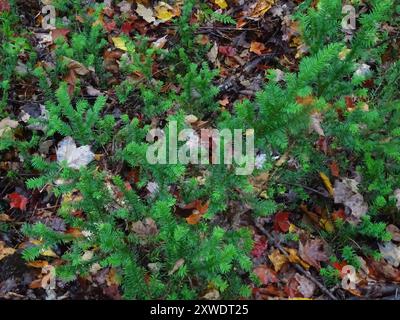 Tasso canadese (Taxus canadensis) Plantae Foto Stock