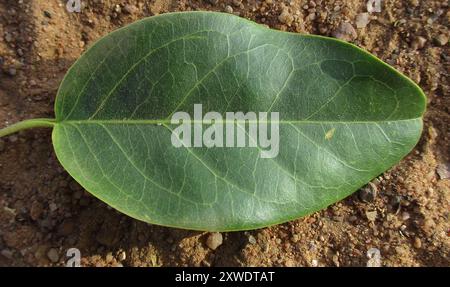 Fagioli di perle (Maerua angolensis angolensis) Plantae Foto Stock