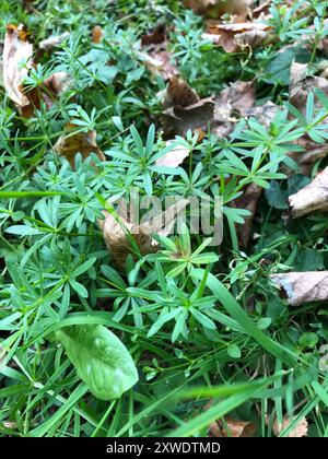 Hedge Bedstraw (Galium mollugo) Plantae Foto Stock