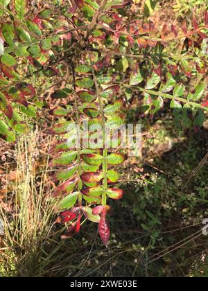 Brillante sumac (Rhus copallinum) Plantae Foto Stock