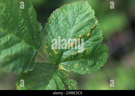 Spore di colore arancio di ruggine di Bramble viola (Phragmidium violaceum) sul lato superiore di una foglia di mora. Foto Stock