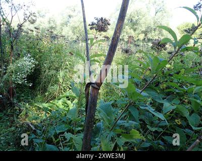 angelica (Angelica atropurpurea) Plantae con stelo viola Foto Stock