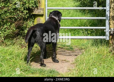 Un labrador retriever nero (cannone) in attesa di un cancello. Foto Stock