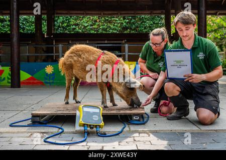 Londra, Regno Unito. 19 agosto 2024. Olive il maiale di Mangalitsa è attratto sulle bilance dai suoi custodi Owen e Bernie - lo zoo di Londra (ZSL) esegue la pesatura annuale. Accudendo più di 10.000 animali, i detentori registrano i pesi e le misurazioni degli animali -informazioni che forniscono una visione critica della loro salute e del loro benessere. Crediti: Guy Bell/Alamy Live News Foto Stock