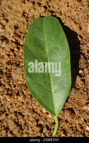Fagioli di perle (Maerua angolensis angolensis) Plantae Foto Stock