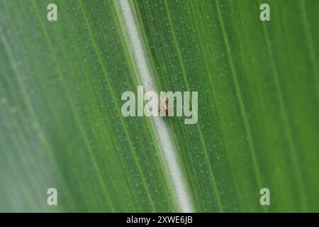 Afid Metopolophium dirhodum in grani di rosa apterous su foglia di mais. Foto Stock