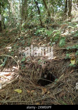 Taiwan Pangolin (Manis pentadactyla pentadactyla) Mammalia Foto Stock