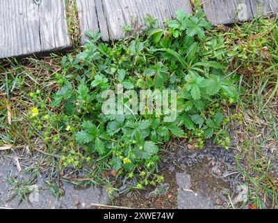 Cinquefoil grigio (Potentilla inclinata) Plantae Foto Stock