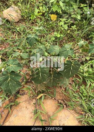 Soda-mela tropicale (Solanum viarum) Plantae Foto Stock