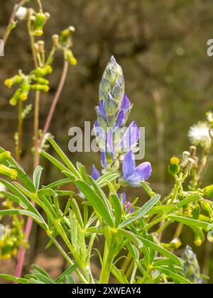 Lupinus angustifolius Blue Flower è una specie di lupino conosciuta con molti nomi comuni, tra cui il lupino narrowleaf, il lupino a foglia stretta e il lupino blu. Foto Stock
