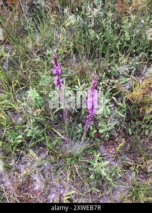 Stella a foglia di circolo (Liatris laevigata) Plantae Foto Stock