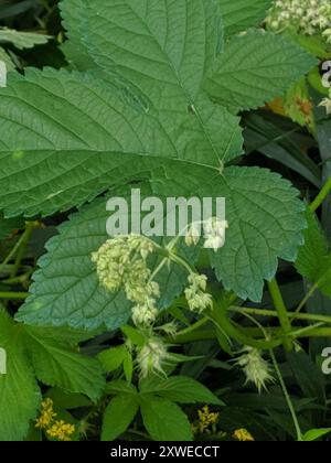 Luppolo giapponese (Humulus Scandens) Plantae Foto Stock