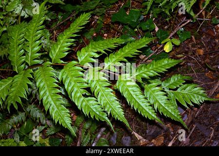 Woodwardia fimbriata (felce gigante a catena) è originaria del Nord America occidentale, dove cresce in un habitat boschivo umido. Foto Stock