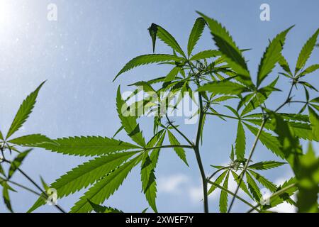 Foglie di una pianta di cannabis sulla finestra Foto Stock