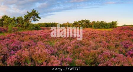 Un'immagine panoramica 2:1 di un'alba in agosto con l'erica in piena fioritura nella riserva naturale Terhorsterzand, una riserva naturale vicino a Beilen e Spier in Foto Stock