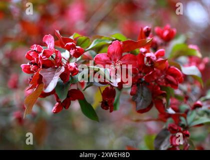 "Royalty" Crabapple, Malus, Rosaceae. Fioritura. Foto Stock