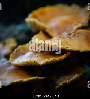 Funghi Orange Shelf Foto Stock