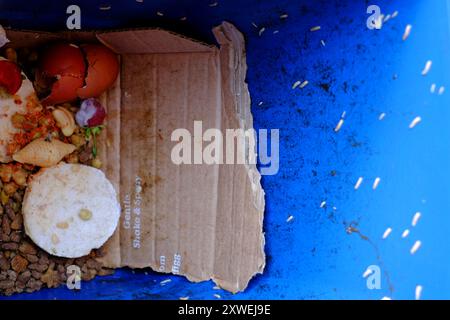 Vermi, larve mosche, su un contenitore per la raccolta dei rifiuti alimentari Foto Stock