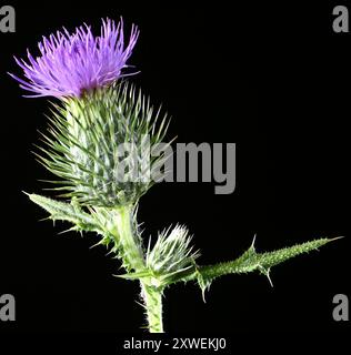 Scatto in studio (immagine sovrapposta) di un fiore di Cardo (Cirsium vulgare) su sfondo nero Foto Stock