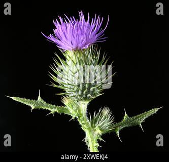 Scatto in studio (immagine sovrapposta) di un fiore di Cardo (Cirsium vulgare) su sfondo nero Foto Stock