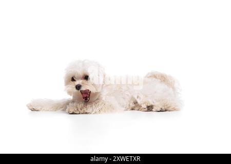 Grazioso e affascinante cane maltese, sdraiato e sbadigliato sullo sfondo bianco dello studio, dopo una giornata di attività, cammina con il suo proprietario. Foto Stock