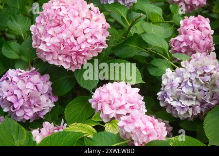 Ortensie rosa e lilla che fioriscono in estate nel parco su un cespuglio tra le foglie. Composizione floreale sfondo romantico. Foto Stock