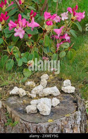 Un bellissimo primo piano di vivaci fiori rosa rododendri che fioriscono accanto a un ceppo d'albero e rocce sparse casualmente. Foto Stock