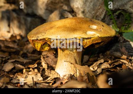 L'Imleria badia, comunemente nota come bolete di baia, è un fungo poroso commestibile, presente in Eurasia e Nord America Foto Stock