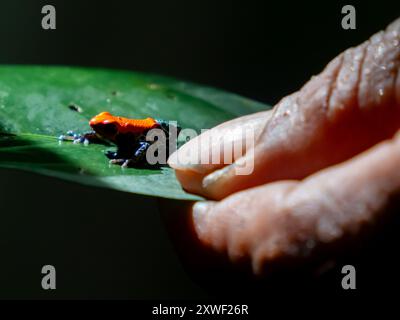 Rana velenosa rossa seduta su una foglia tenuta dalla guida locale. Reserva Nacional Pacaya Samiria - area protetta situata nella regione di Loreto, Perù, ama Foto Stock