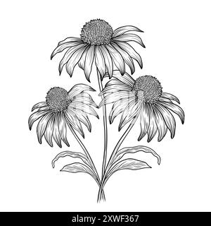 Echinacea purpurea contorno erbe. Fiori e foglie alpine. Schizzo vettoriale disegnato a mano Illustrazione Vettoriale