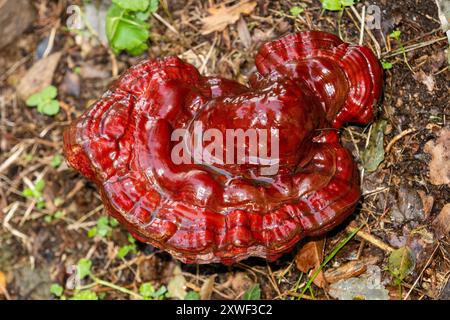 Il Ganoderma lucidum, comunemente noto come reishi, conk verniciato, o ling chih, è una specie di Ganoderma di colore rosso Foto Stock