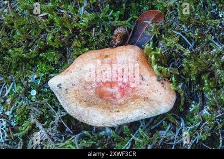 Fungo commestibile Lactarius deliciosus, comunemente noto come il delizioso tappo del latte, tappo del latte allo zafferano o fungo di pino rosso Foto Stock