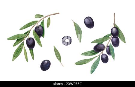 Rami di ulivo acquerello, foglie, olive nere frutti isolati su sfondo bianco. Illustrazione disegnata a mano per design, saluti, sfondi, stampa Foto Stock