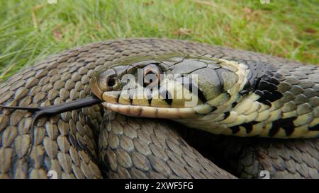 Grass Snake, Natrix helvetica, fingendo di morire per confondere i predatori. Inghilterra. REGNO UNITO Foto Stock