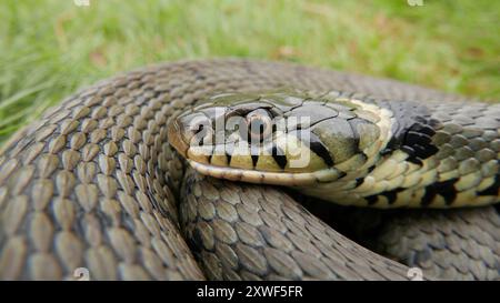 Grass Snake, Natrix helvetica, fingendo di morire per confondere i predatori. Inghilterra. REGNO UNITO Foto Stock