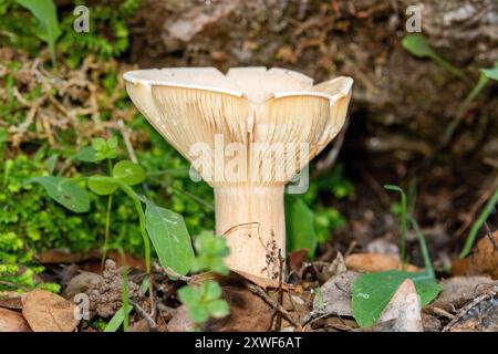 Il fungo commestibile Infundibulicybe geotropa, noto anche come imbuto trooping o testa di monaco, è uno sgabello a forma di imbuto. Foto Stock