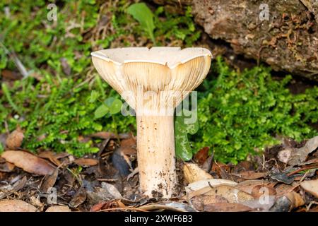 Il fungo commestibile Infundibulicybe geotropa, noto anche come imbuto trooping o testa di monaco, è uno sgabello a forma di imbuto. Foto Stock