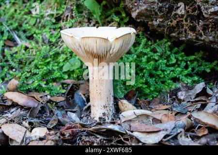 Il fungo commestibile Infundibulicybe geotropa, noto anche come imbuto trooping o testa di monaco, è uno sgabello a forma di imbuto. Foto Stock