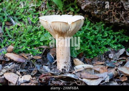 Il fungo commestibile Infundibulicybe geotropa, noto anche come imbuto trooping o testa di monaco, è uno sgabello a forma di imbuto. Foto Stock